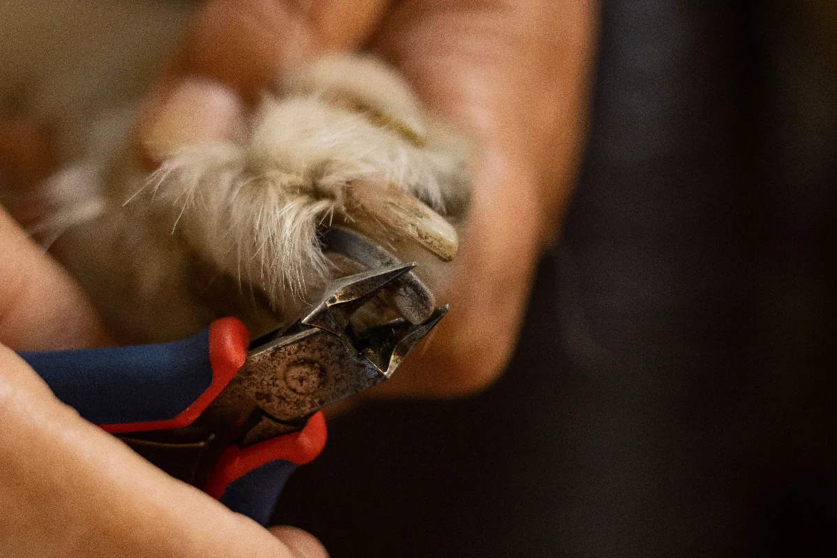 Chihuahua Grooming Guide: Coat, Ears, Nails, and Paws