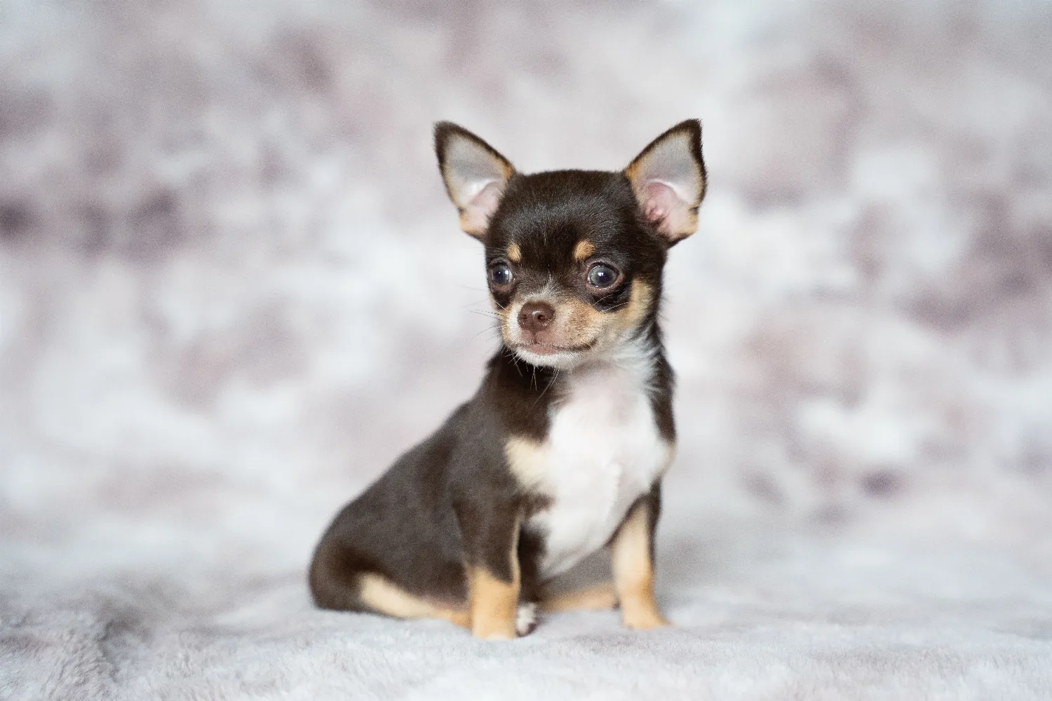 Chihuahua Puppy Scams: How to Buy Safely Online