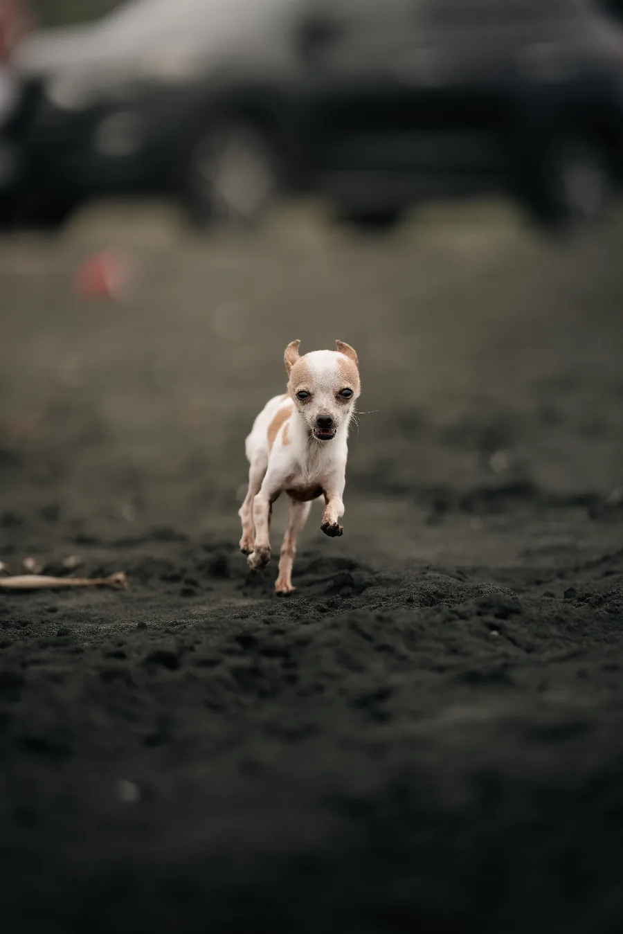 Fun Games to Play With Your Chihuahua, Indoors and Out