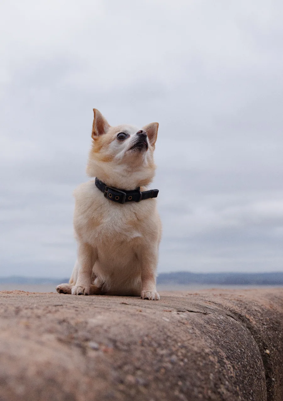 Are Chihuahuas Easy to Train? An Honest Assessment