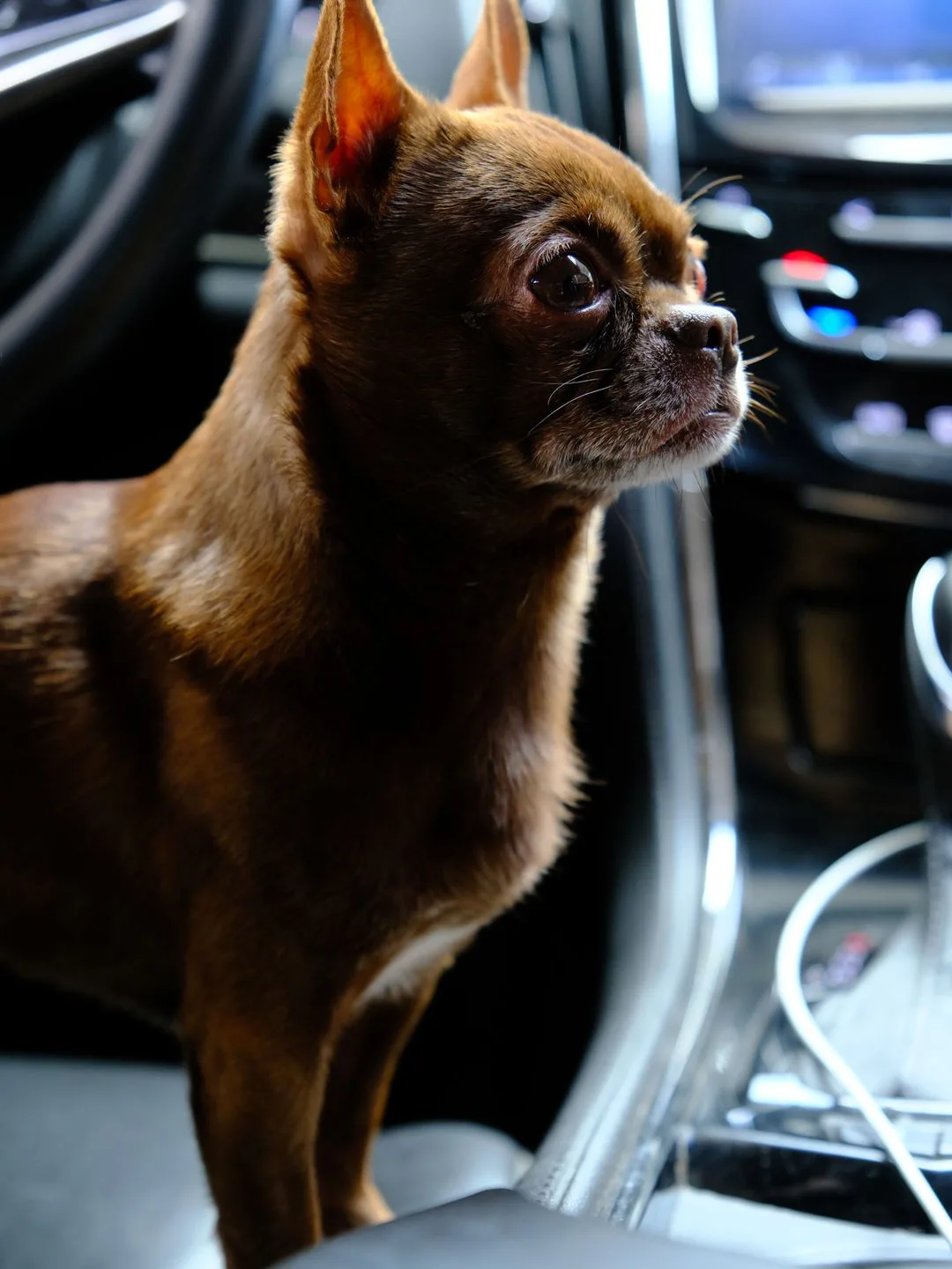 Road Trips With a Chihuahua: A Practical Guide