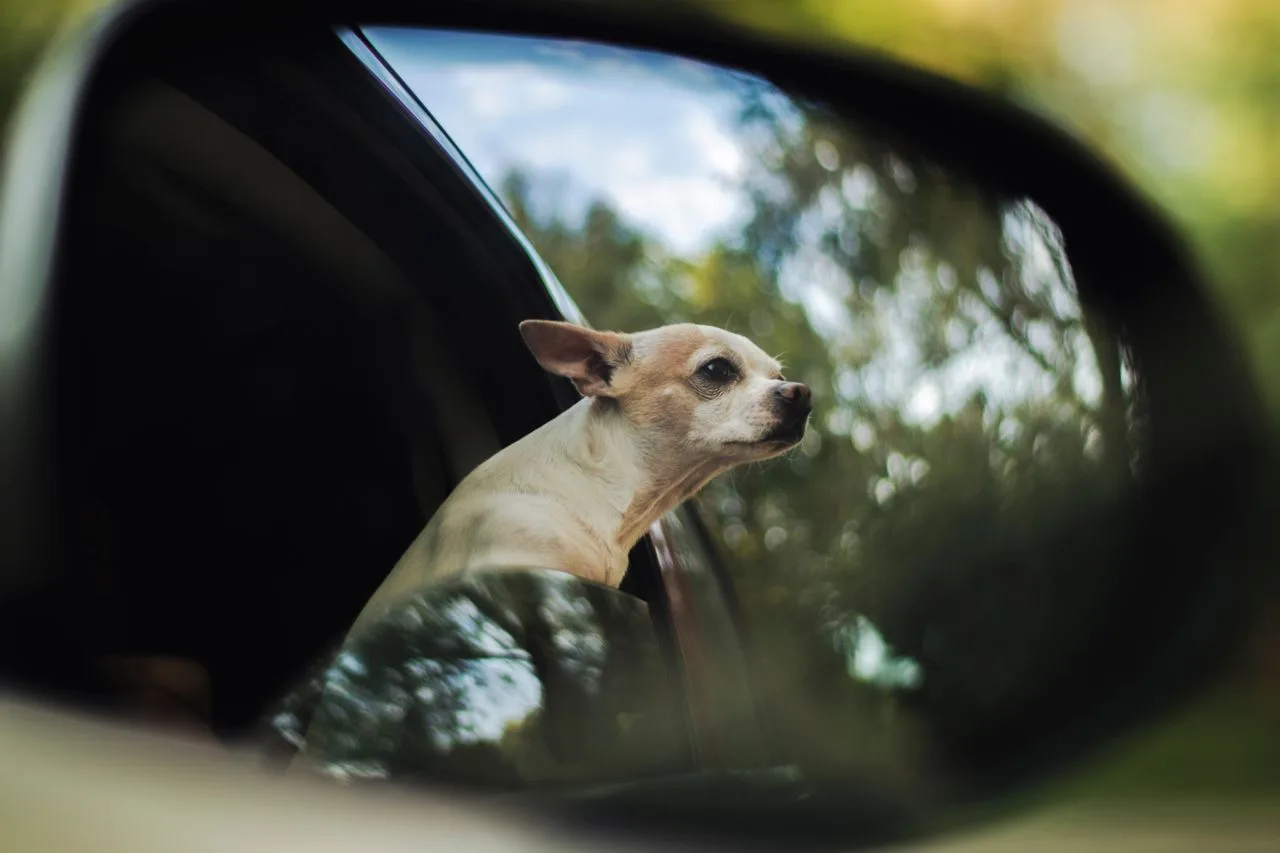 A chihuahua looking out of a car window, seen in the side mirror