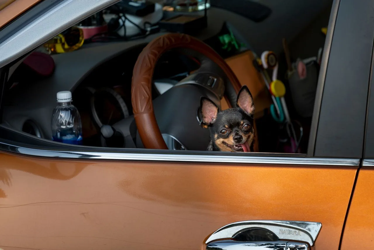 A chihuahua sitting in a packed car ready for a road trip