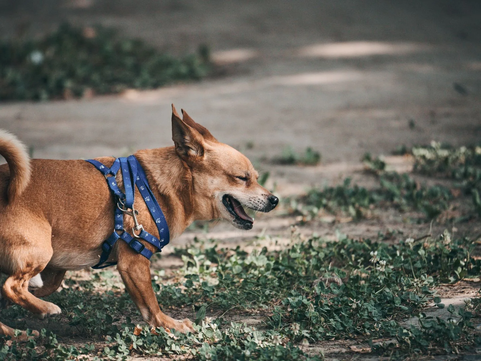 Do Hawk-Proof Vests Work? Protecting a Chihuahua Outside
