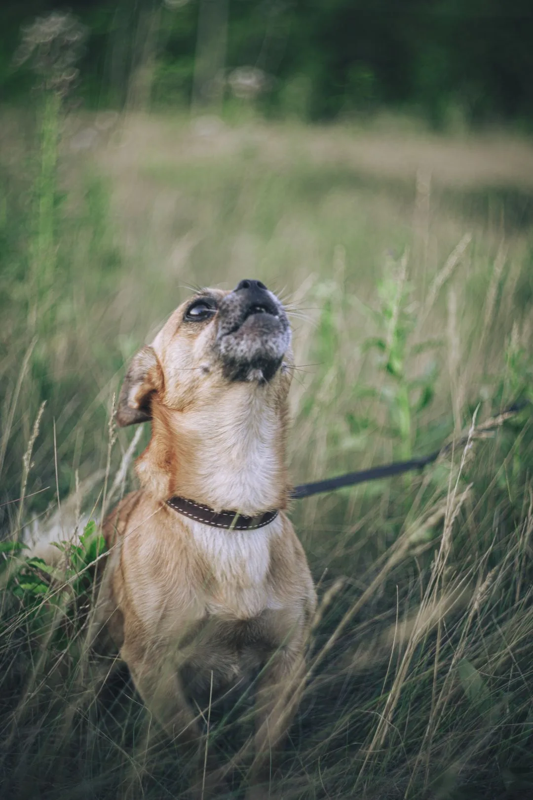 Chihuahua looking up and howling in tall grass