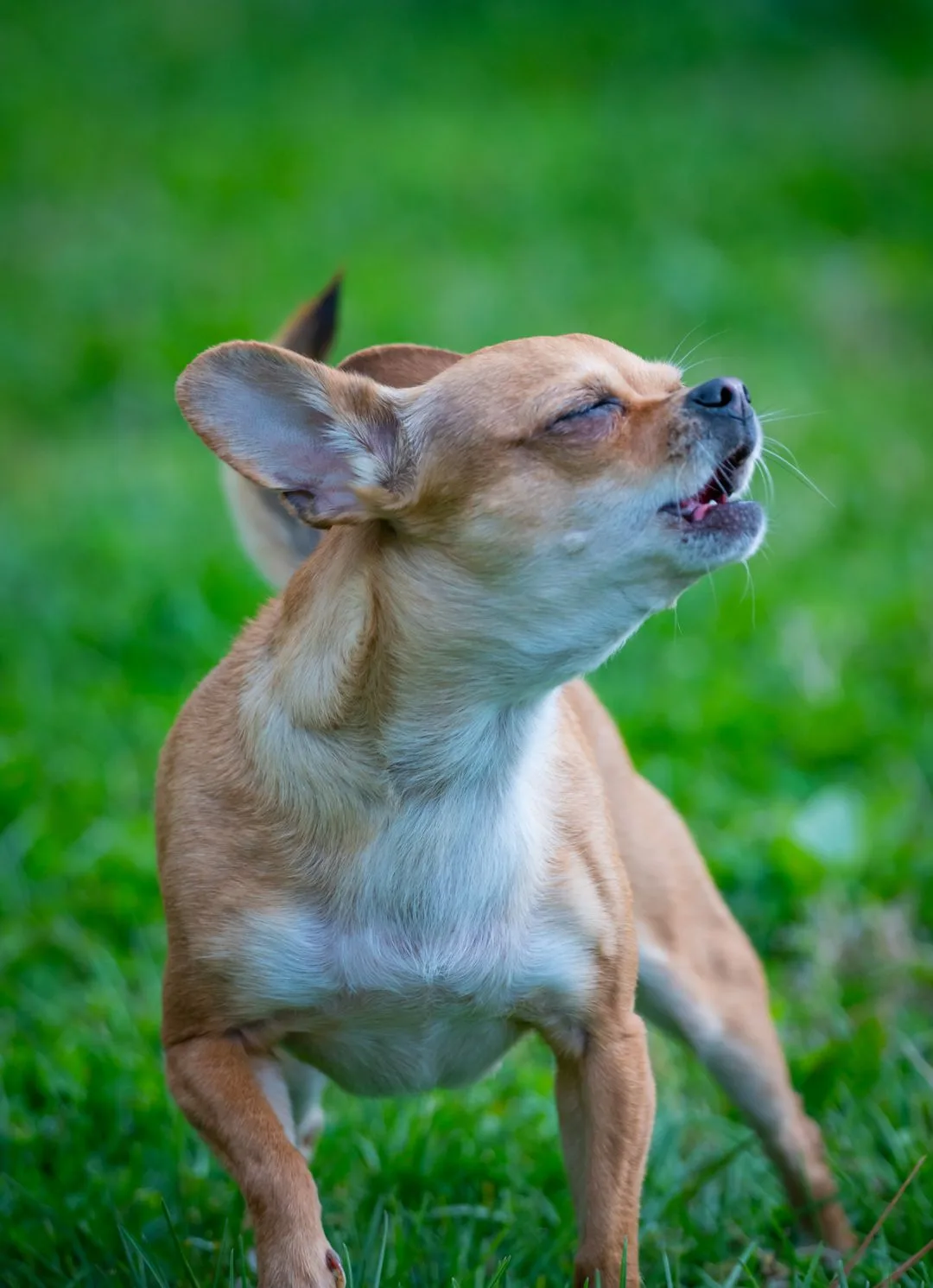 Chihuahua mid-bark on a green lawn