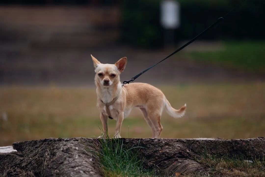 Chipin: The Miniature Pinscher Chihuahua Mix at a Glance