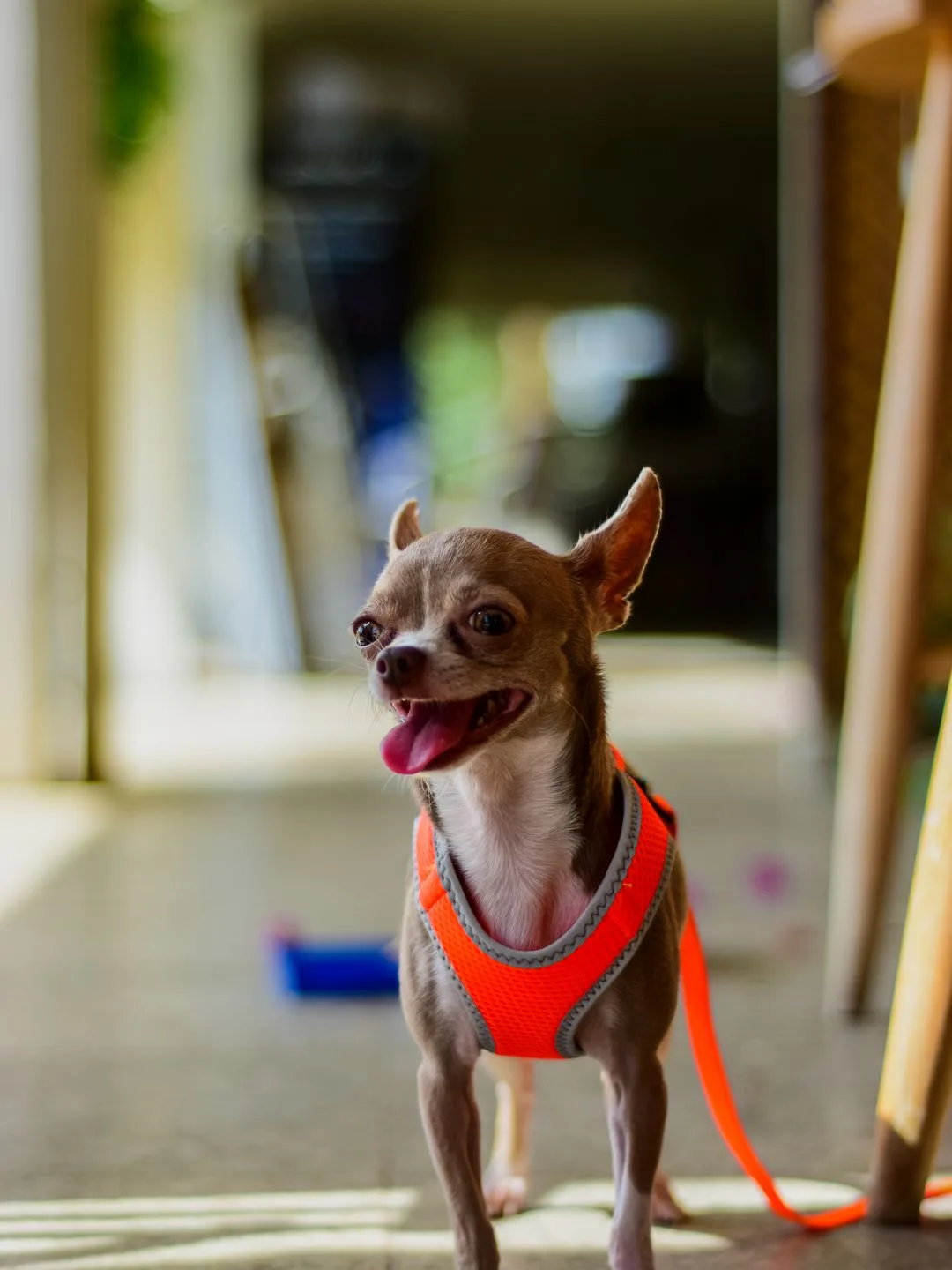 Chihuahua Temperament: Behind the Ankle-Biter Myth