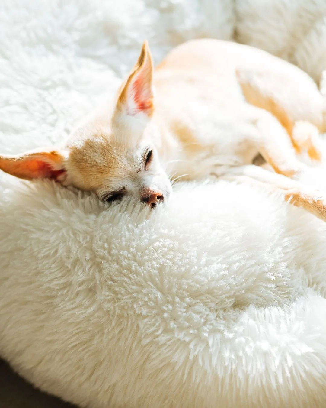 5 Dog-Friendly Hotel Tips for Chihuahua Owners