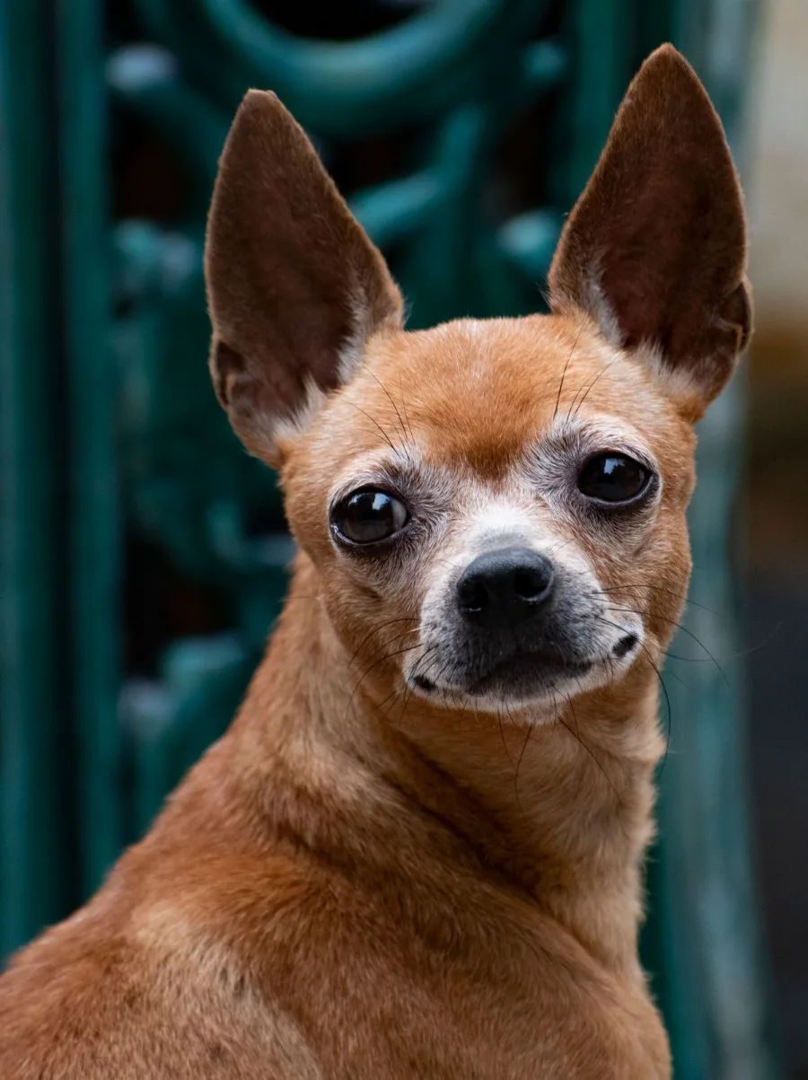 Close portrait of a tan chihuahua showing the rounded domed apple-shaped head and short muzzle