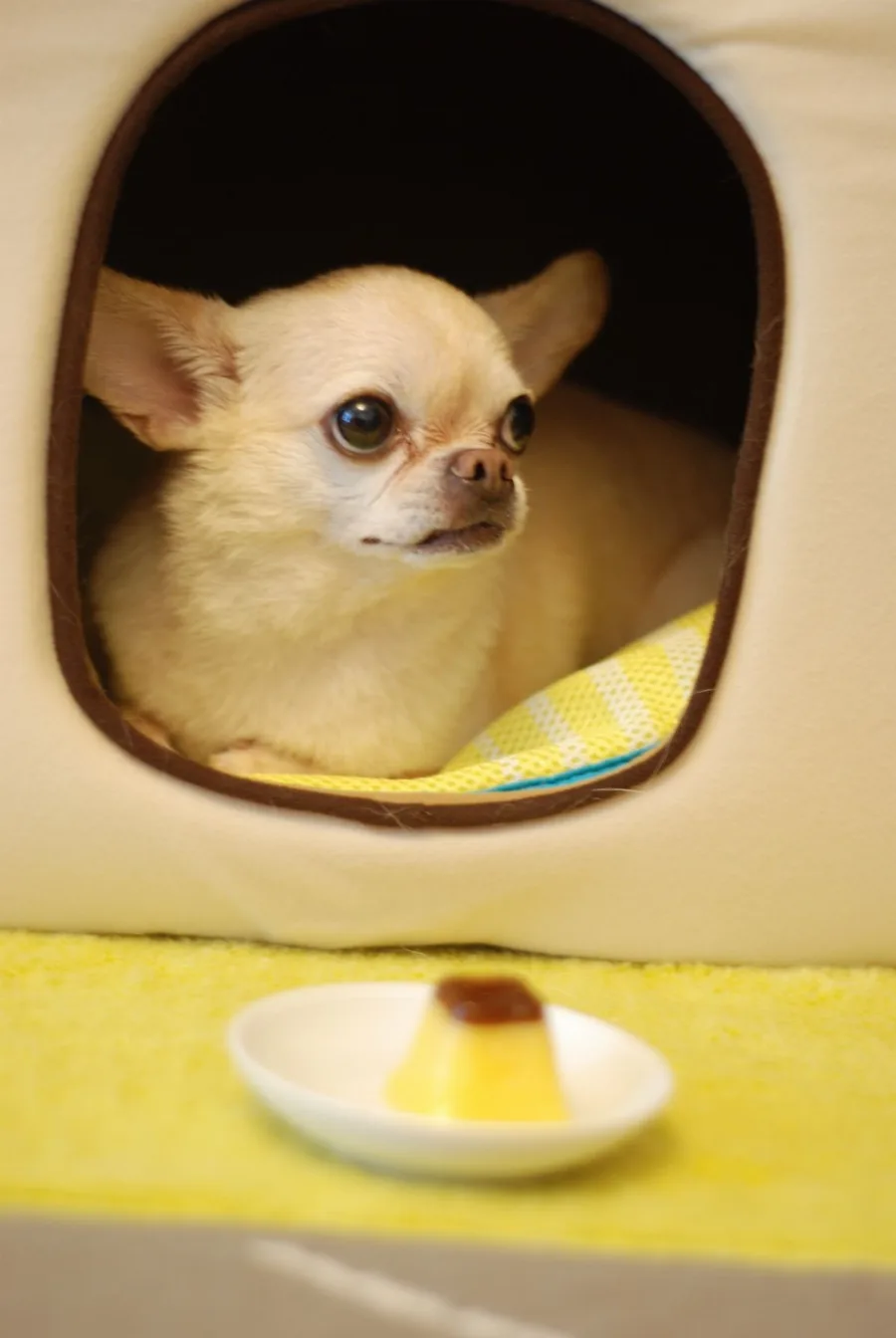 A cream chihuahua curled up resting in a small soft pet bed