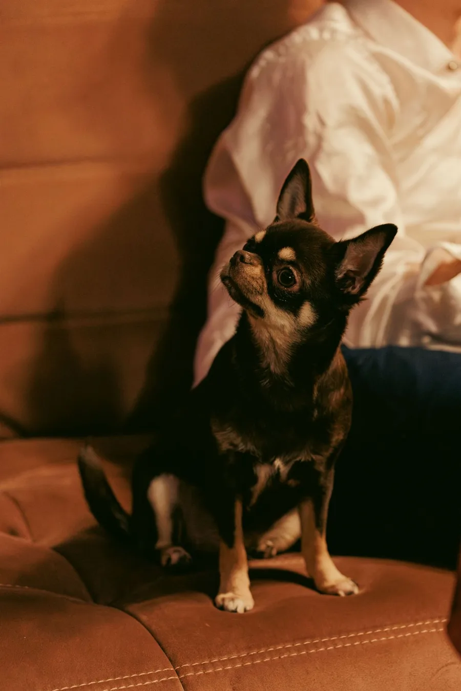 Chihuahuas in Pop Culture: Taco Bell to Lucha Libre