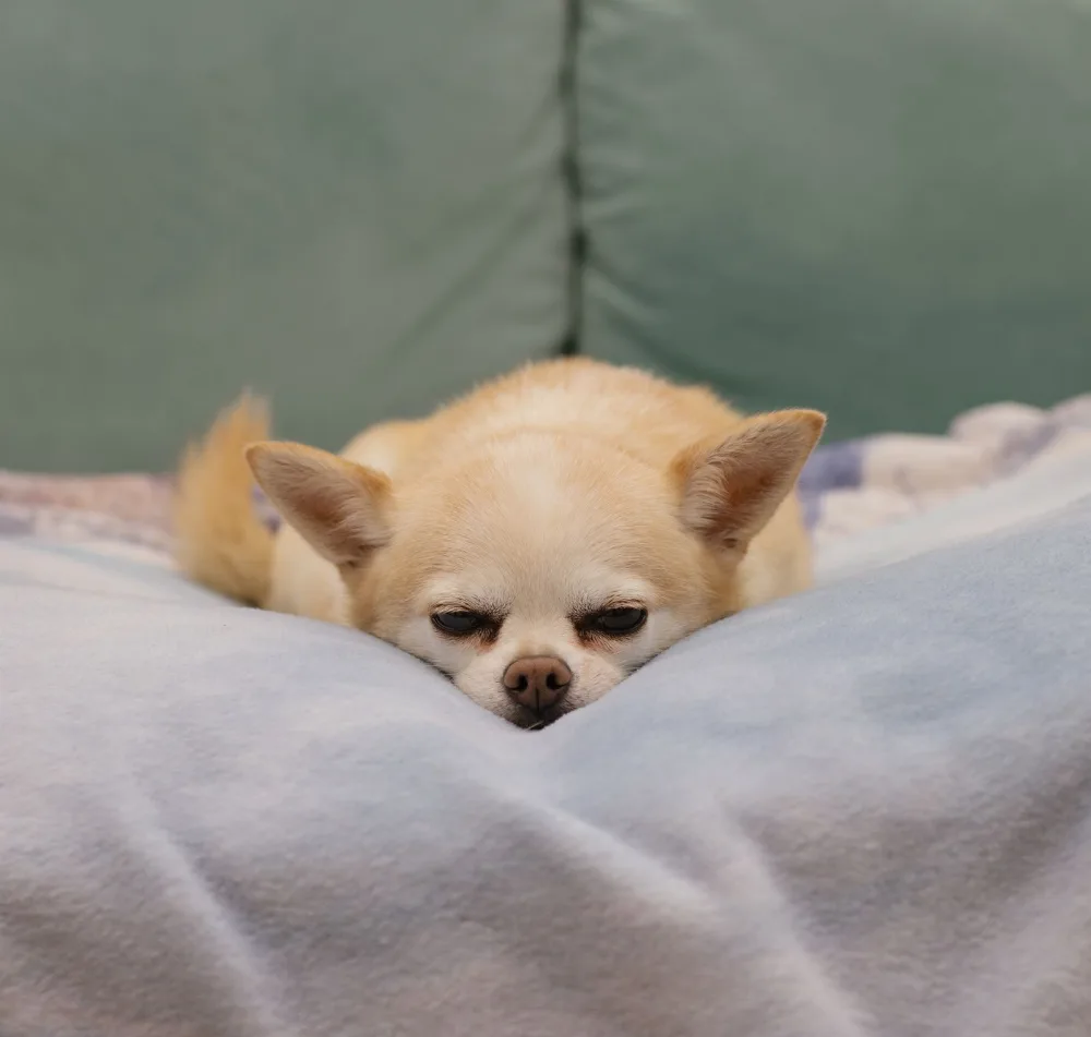 A chihuahua dozing with its eyes half-closed on a soft blanket