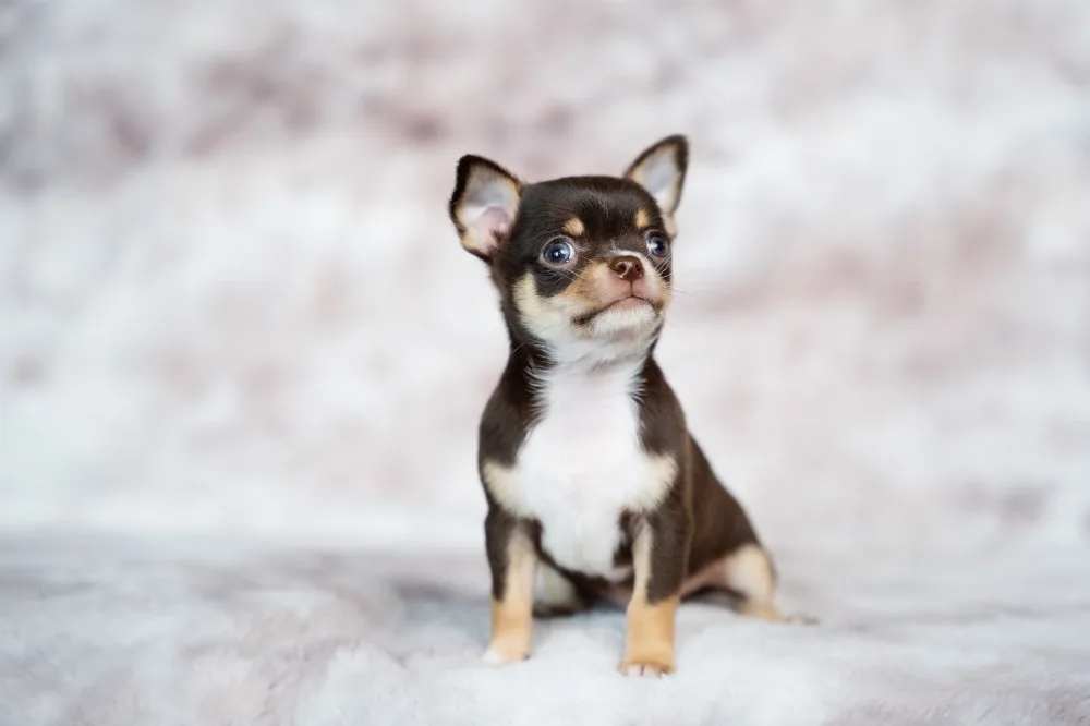 A chihuahua puppy nestled into a soft fuzzy blanket