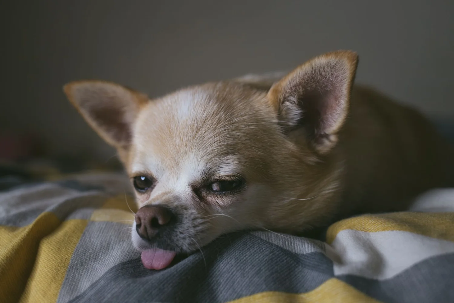 How Much Do Chihuahuas Sleep?