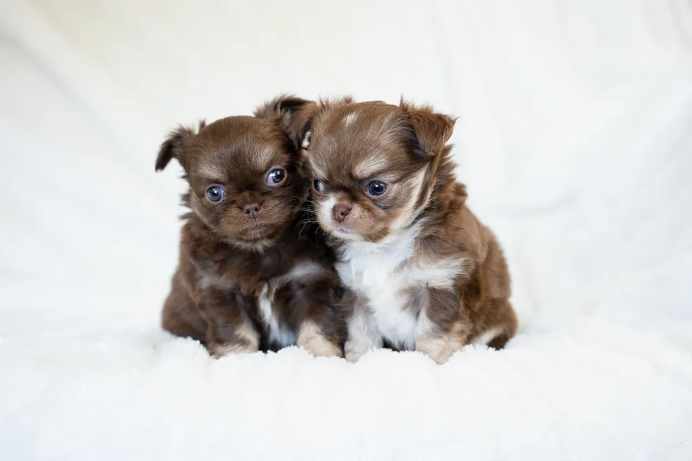 Two chihuahua puppies asleep together on a white blanket