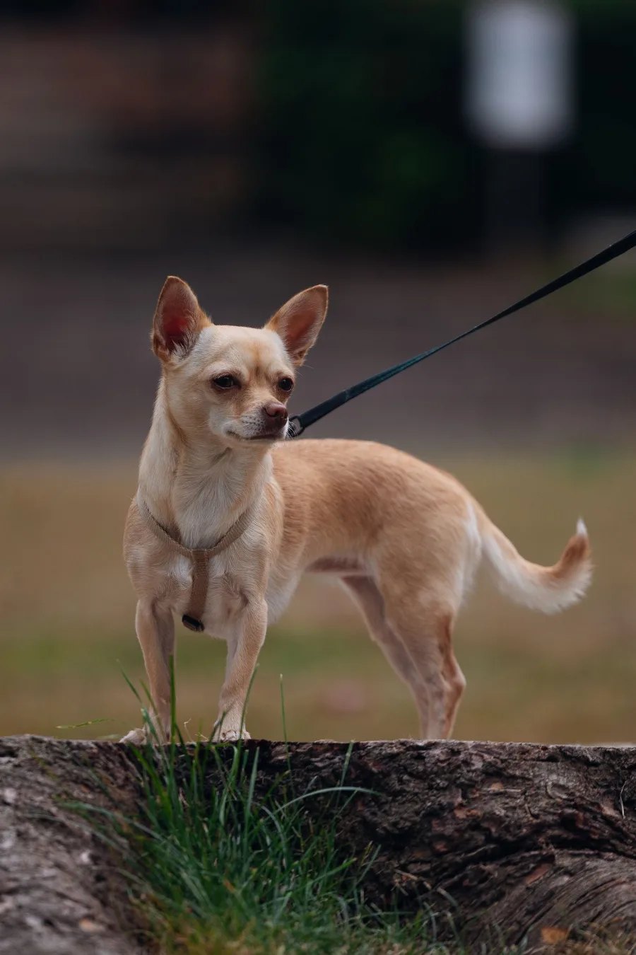A cream and tan chihuahua standing alert on a log in a park, wearing a harness
