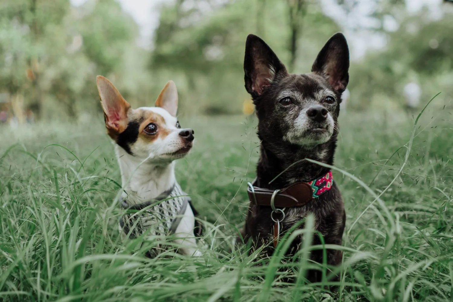 Male vs Female Chihuahua: Which Is Right for You?