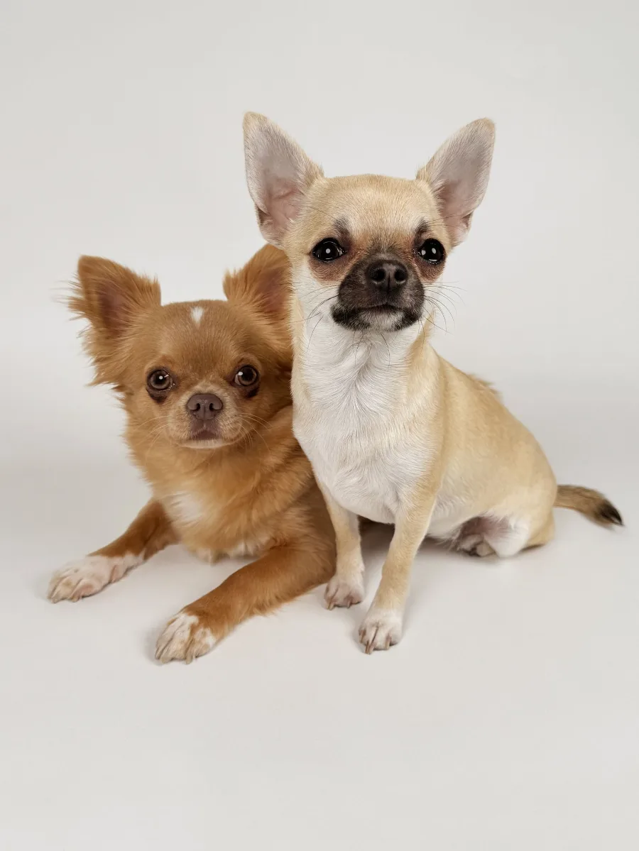 A fawn smooth-coat chihuahua and a long-haired sable chihuahua posed together against a white background