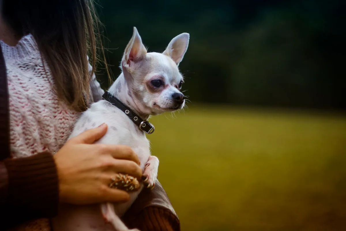 Honoring a Chihuahua Who Passed: Gentle Ways to Remember