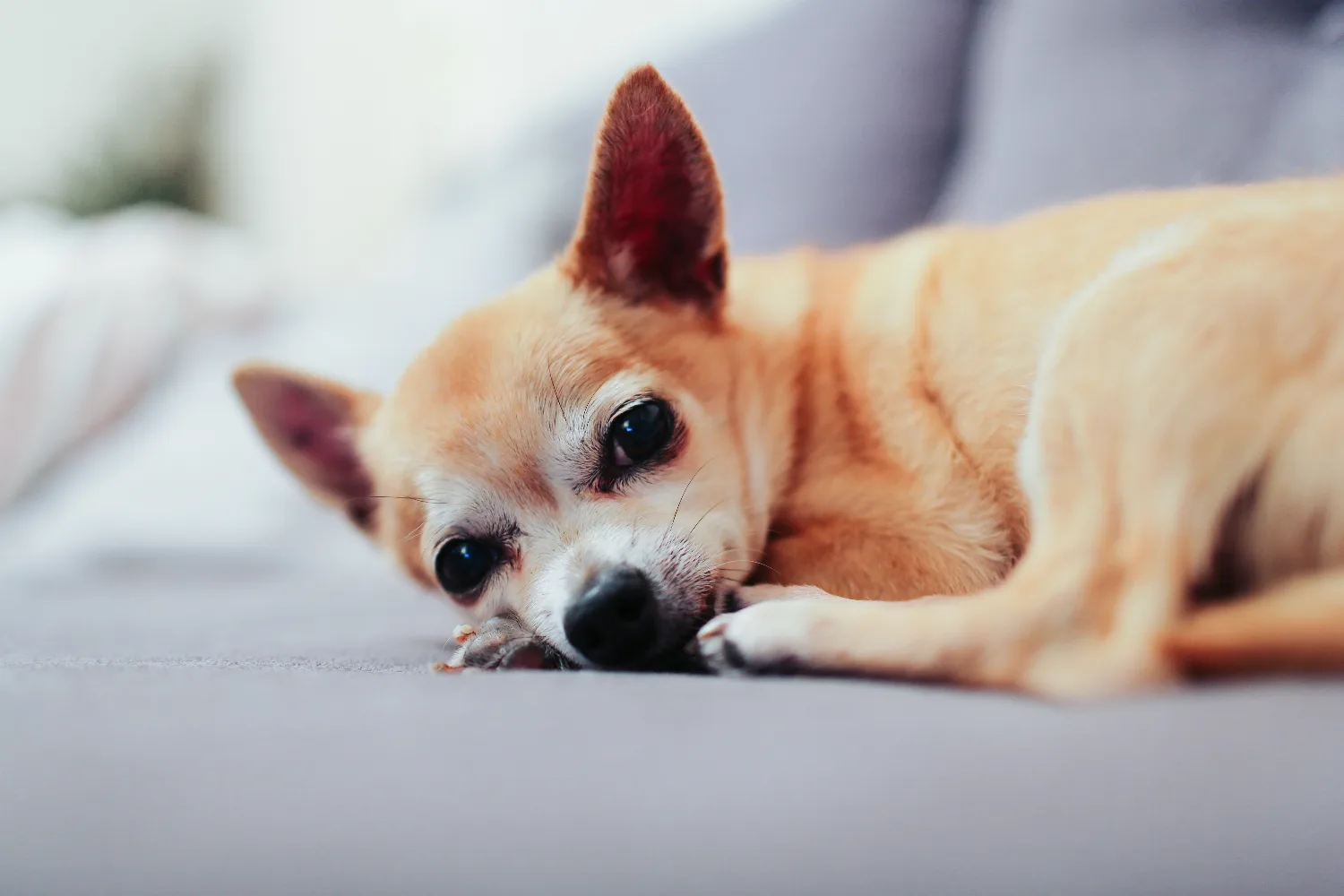 Senior Chihuahua Quality of Life: A Daily Guide
