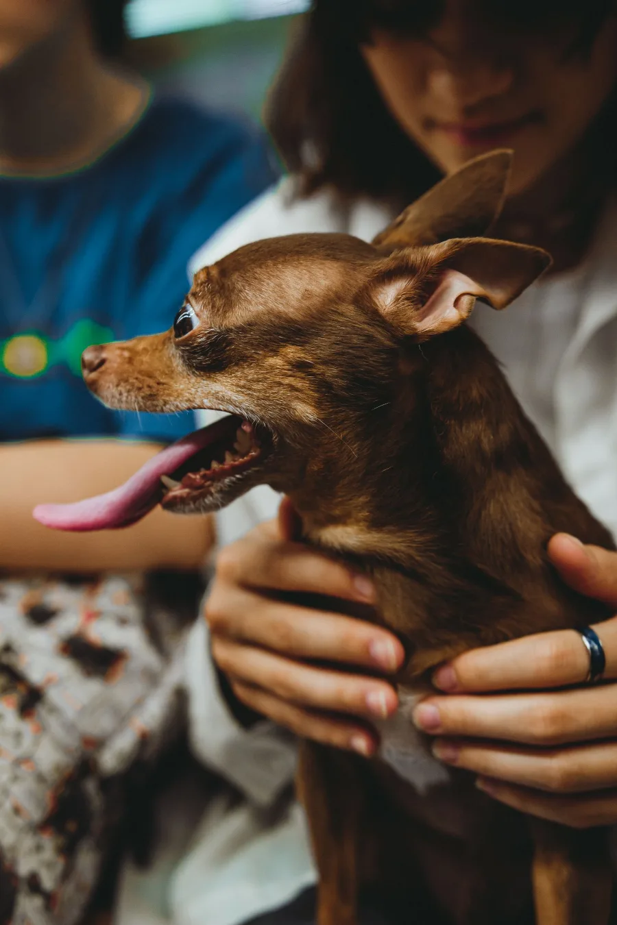 Why Dog Thieves Target Chihuahuas and How to Protect Yours
