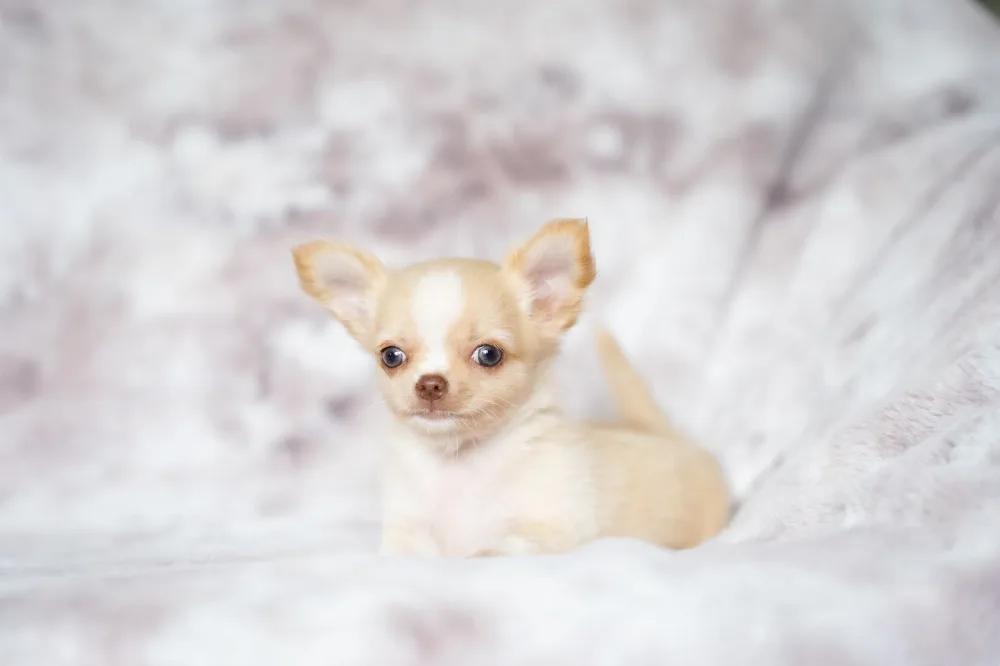 A chihuahua resting calmly by itself on a soft blanket