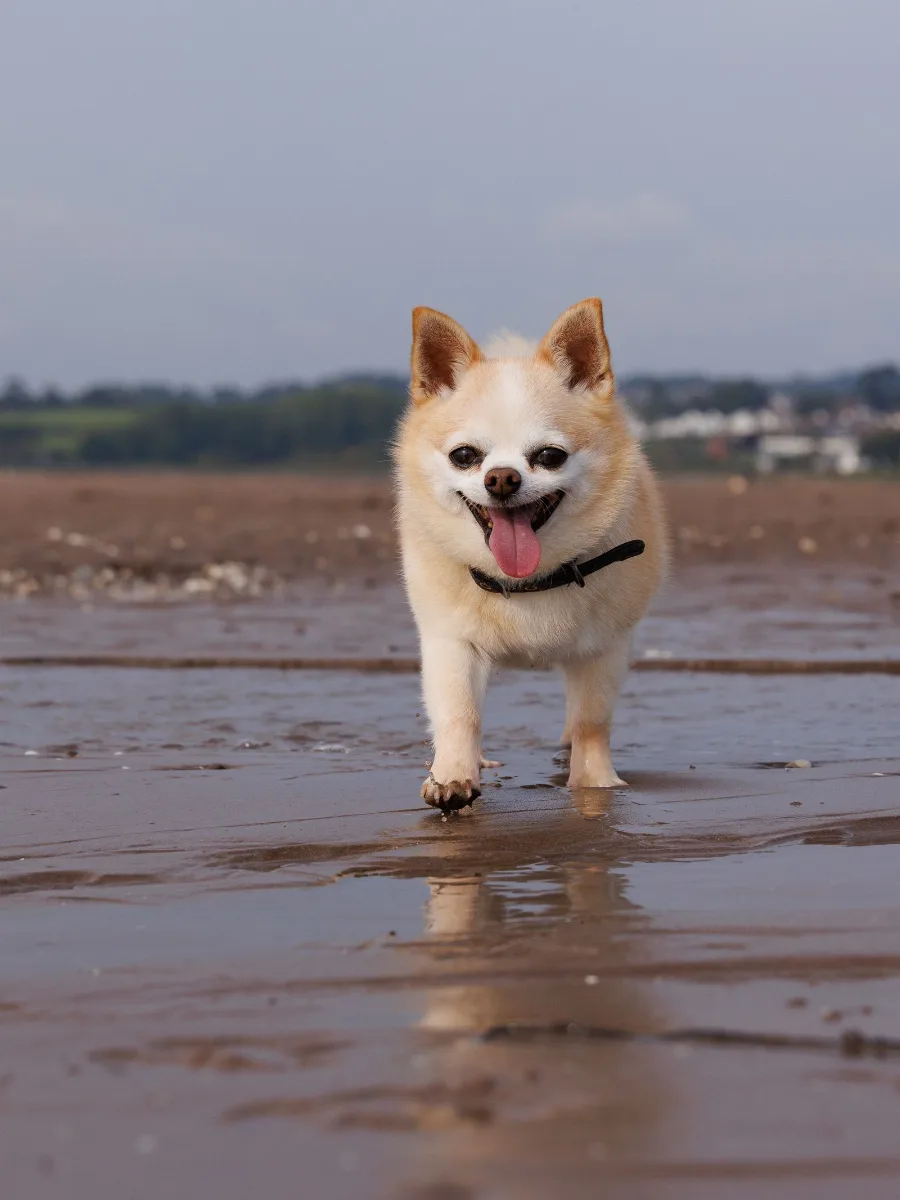 A cream chihuahua trotting toward the camera