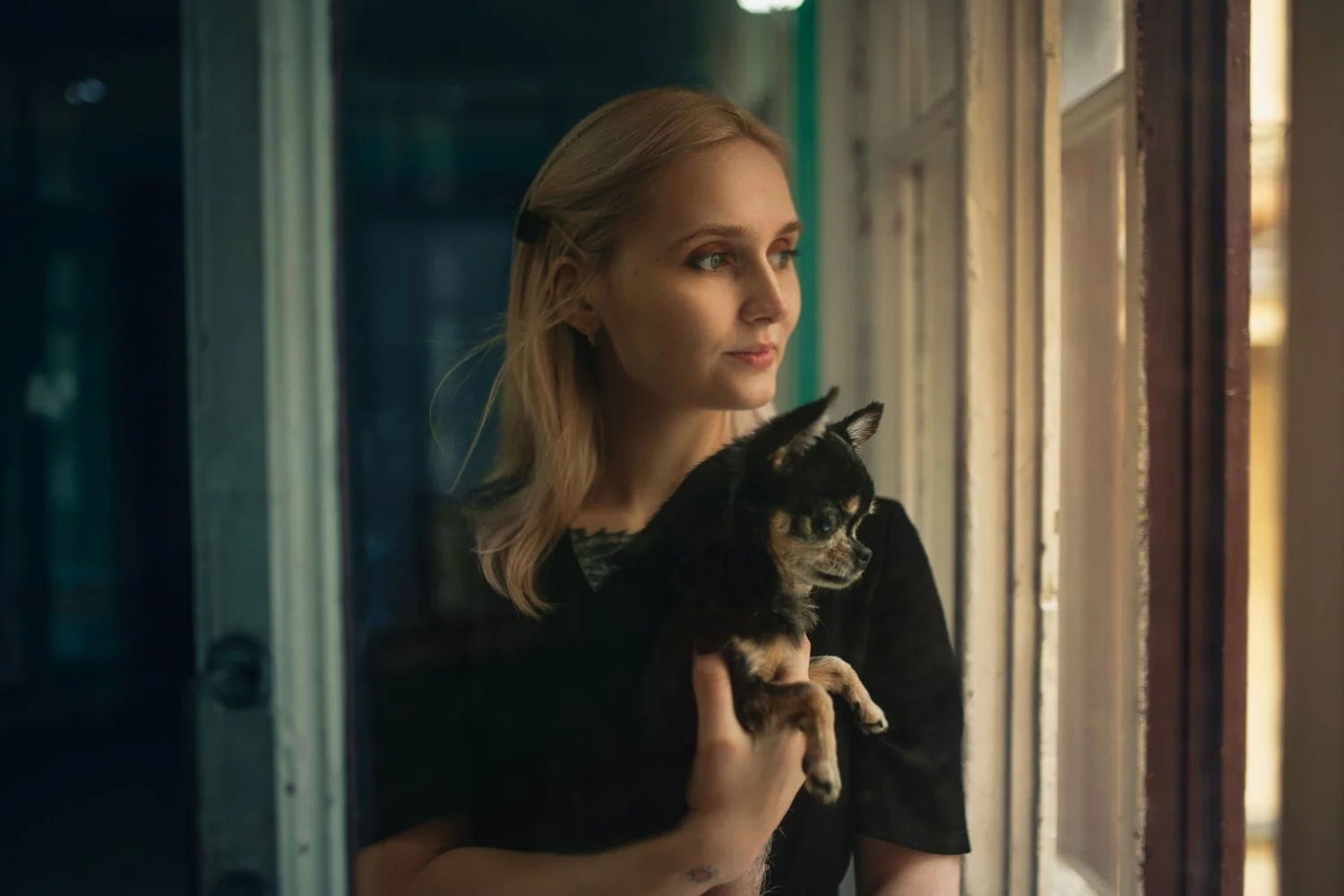 Living With a Velcro Chihuahua: How Much Attention?