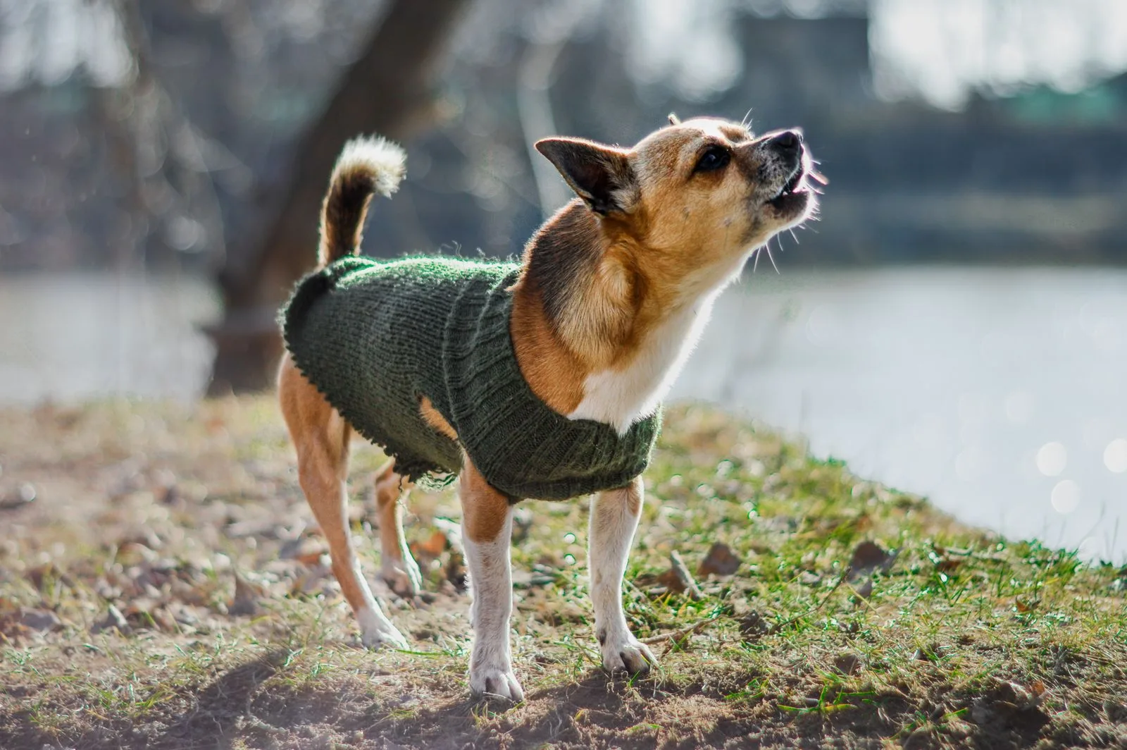 What Owners Wish They Knew Before Getting a Chihuahua