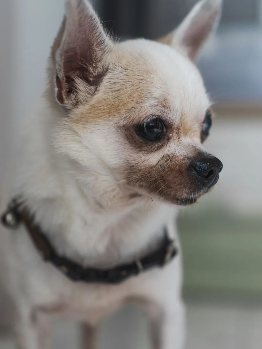 Close-up of an alert cream chihuahua watching something intently