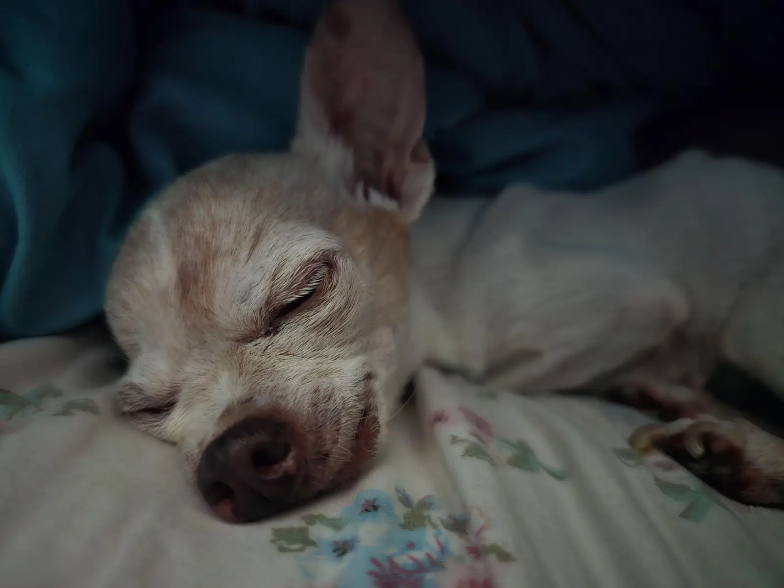When Is It Time to Say Goodbye to a Senior Chihuahua?